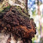 Chaga mushroom inonotus obliquus growing on birch tree natural functional mushroom close up