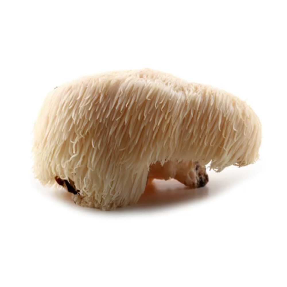 Lion’s Mane Mushroom Fresh Hericium Erinaceus Natural Superfood Lion’s Mane mushroom fresh hericium erinaceus natural functional mushroom close up