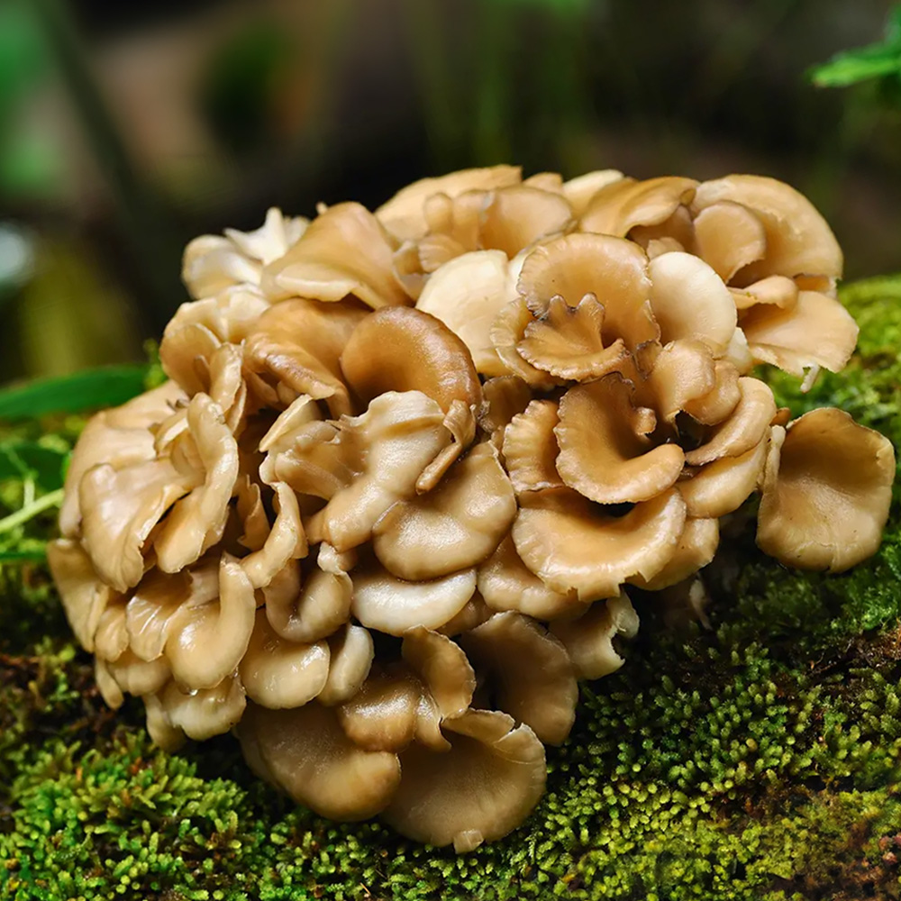 Maitake Mushroom Grifola Frondosa Natural Superfood Cluster Maitake mushroom grifola frondosa fresh cluster natural functional mushroom close up