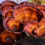 Reishi mushroom ganoderma lucidum fresh red mushroom natural medicinal mushroom close up