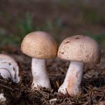 Agaricus Blazei mushroom fresh Brazilian mushroom natural functional mushroom close up