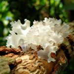 Tremella fuciformis snow mushroom growing on wood natural functional mushroom close up