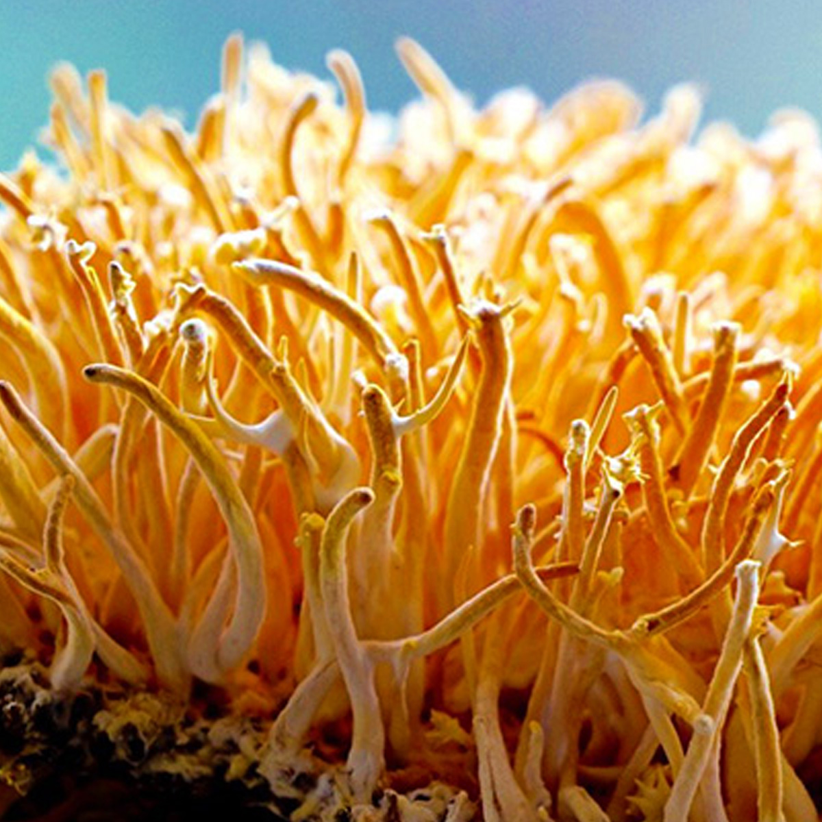 Cordyceps Mushrooms in Nature | Source of Cordyceps Capsules Cordyceps mushrooms growing in nature bright orange cordyceps sinensis close-up