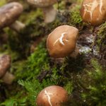 Fresh shiitake mushrooms growing on forest wood log natural environment close-up